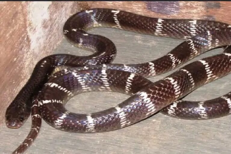 snake