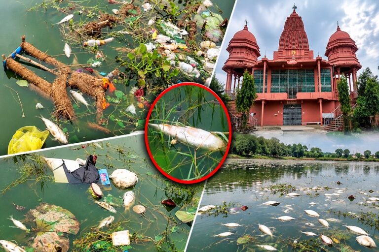 बोकारो के सूर्य सरोवर में हजारों मछलियों की मौत, जहर या प्रदूषण? पानी की जांच की मांग