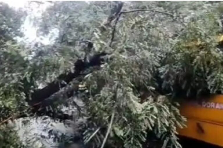 रांची में चलती स्कूल बस पर गिरा पेड़, 40 बच्चे सवार थे; सभी सुरक्षित