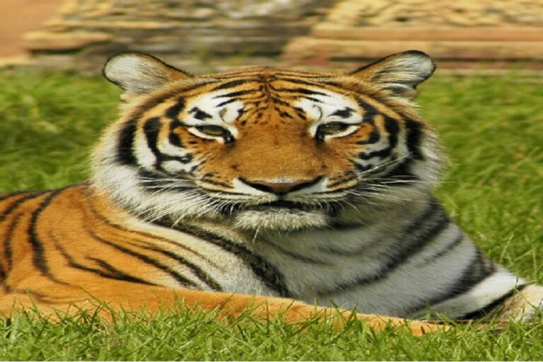 गढ़वा में बाघ की मौजूदगी की पुष्टि, जंगल में मिले पगमार्क; कैमरा ट्रैप से निगरानी तेज