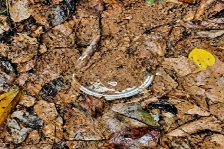 सारंडा में नक्सलियों के खात्मे के बाद भी बारूदी खतरा बरकरार, जंगल से 2 शक्तिशाली IED बरामद