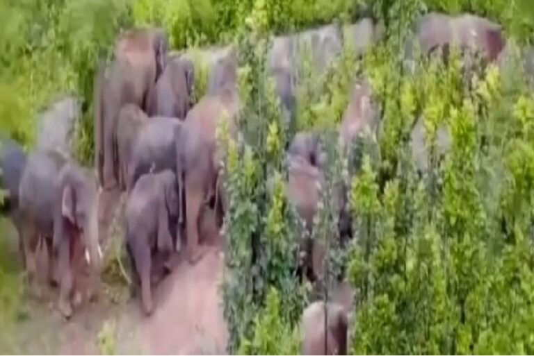गुमला में हाथियों की सक्रियता से बढ़ा खतरा, DFO ने दी खास सलाह; जानें कितना मिलेगा मुआवजा