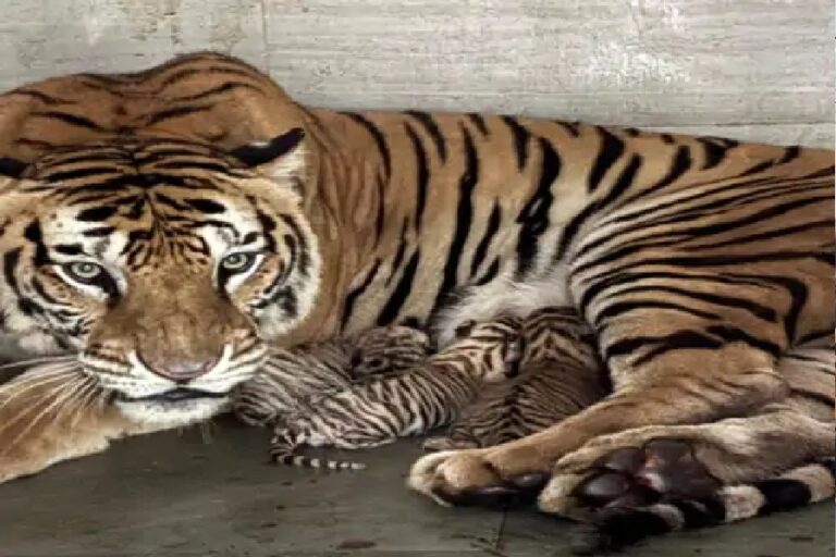टाटा जू में बाघिन सुनैना ने 3 शावकों को दिया जन्म, 19 अक्टूबर तक भेजें नामों के सुझाव